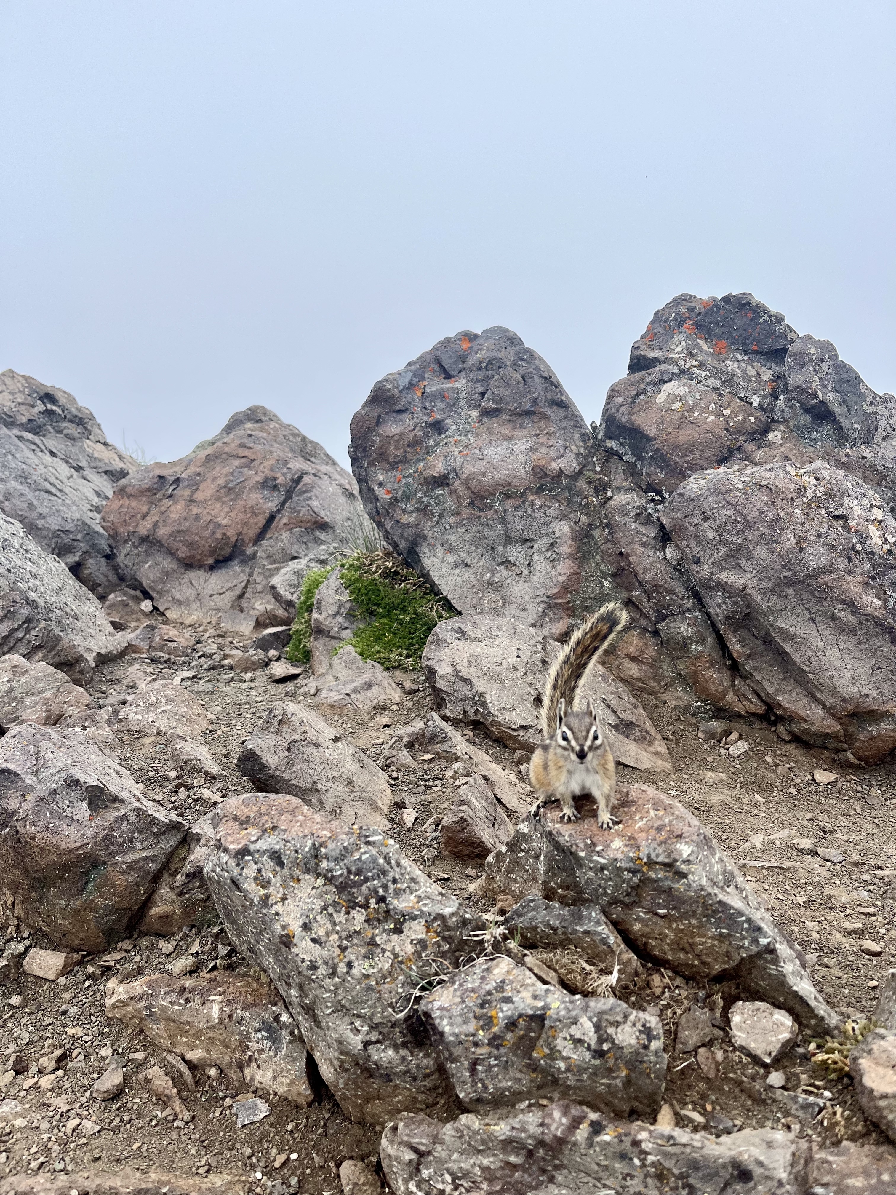 Chipmunk on a rock at the summit of Mount Townsend near Olympic National Park.