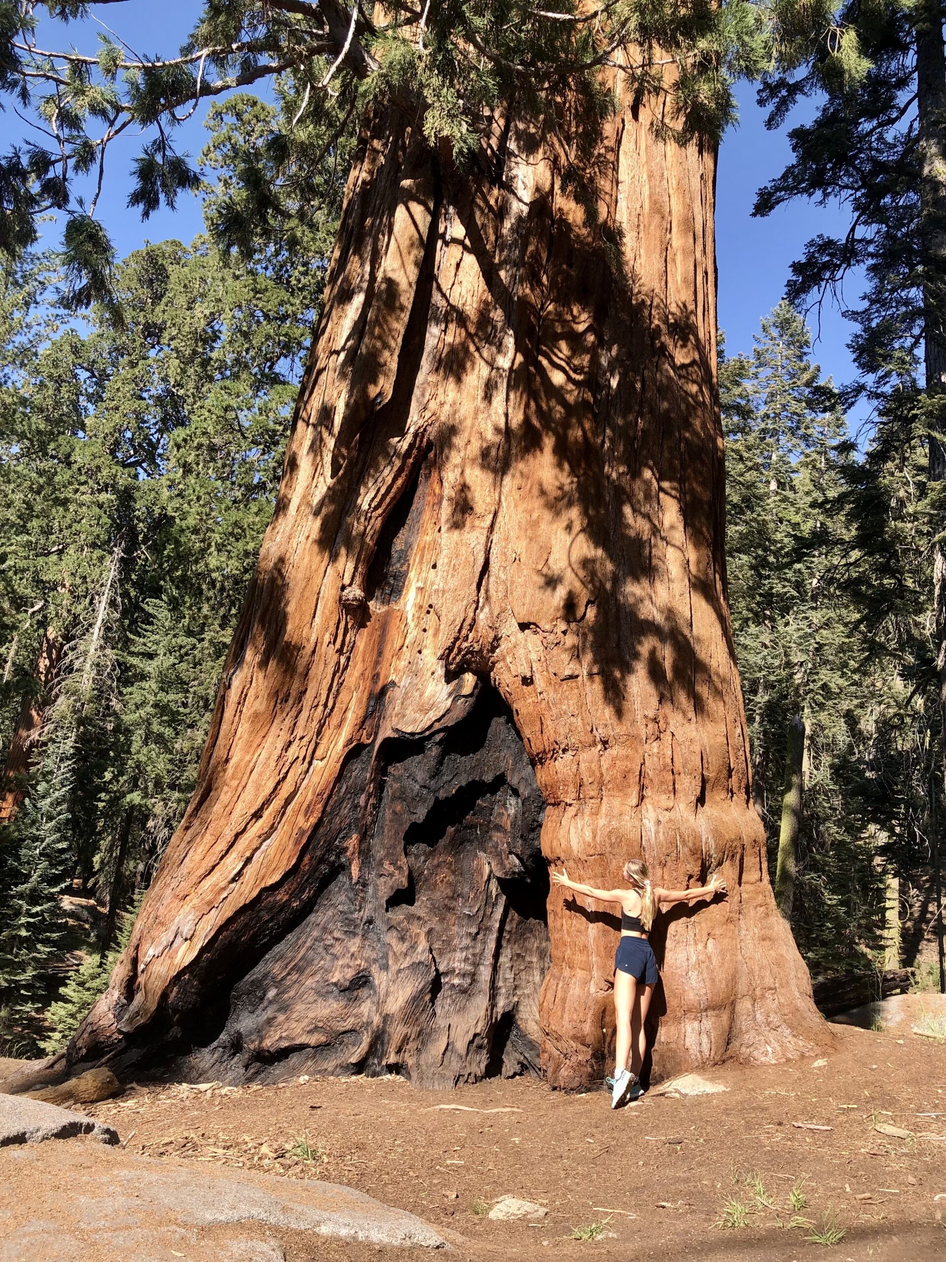 Girl hugging a Giant Sequoia tree in Sequoia National Park